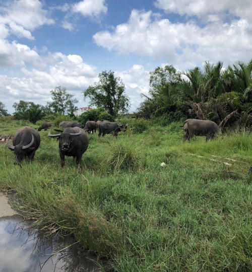 buffalo hcmc